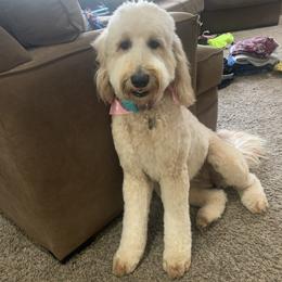 Stevie - Goldendoodle