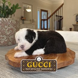 Gucci - Gray and white female Old English Sheepdog puppy in Cleveland, Tennessee from Narrow Path Old English & Sheepadoodles