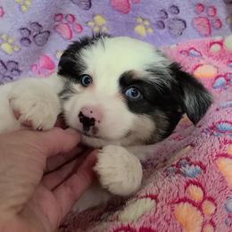 Mimo Lella - Blue merle male Toy Australian Shepherd puppy in Laconia, Indiana from Beasley Acres Aussies