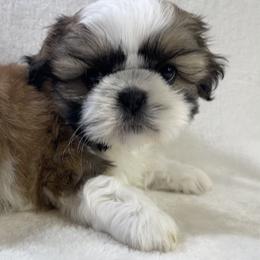 Shih Tzu Puppies from Little Miracles Shih Tzu