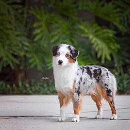 Meg - Blue merle female Miniature American Shepherd puppy in Rockford, Illinois from Andover Aussies