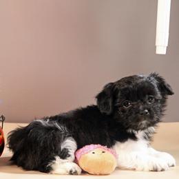 Colt - White male Mi-Ki puppy in Wales, Wisconsin from Phantastic Mi-kis