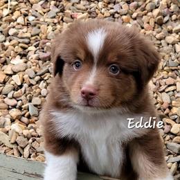 Eddie - Red tri male Miniature Australian Shepherd puppy in Waxhaw, North Carolina from Cane Creek Aussies
