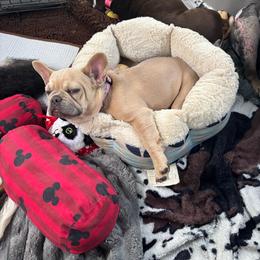 Cindy - French Bulldog