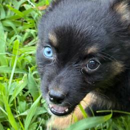 Marvel - Black tri male Miniature Australian Shepherd puppy in Patterson, North Carolina from DreamLine Aussies