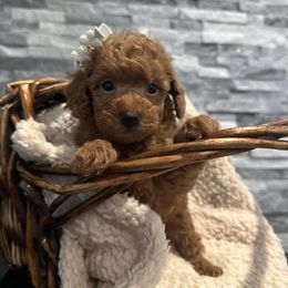 Cavapoo, Cockapoo, and Poodle Puppies from Heavenly Puppies to Love