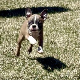 Mouse - Seal and white Boston Terrier puppy in Roosevelt, Minnesota from Lake Of The Woods Boston Terriers