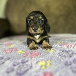 Dachshund Puppies from JBDKennel