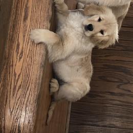 Golden Retriever Puppies from OPK GOLDENS