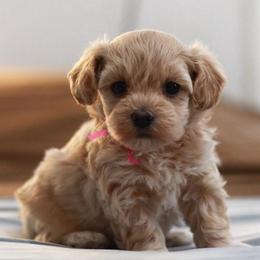 Miss pink collar - Cream female Maltipoo puppy in Springtown, Texas from North Texas Puppies