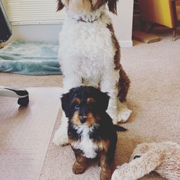 Bernedoodle and Goldendoodle Puppies from Lings Legacy Doodles