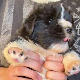 Newfoundland Puppies from Black Lions Newfoundlands