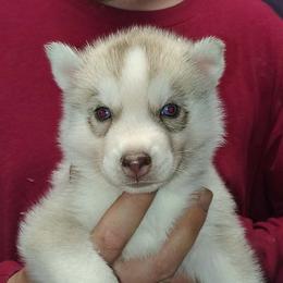 4 Adam (blue eyes) - Red and white male Siberian Husky puppy in Heppner, Oregon from Yuki Ookami Show Kennel