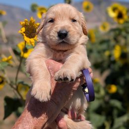 Mr. Shorthorn - Golden male Golden Retriever puppy in Cody, Wyoming from Bliss Creek Goldens