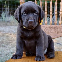 Ruth - Chocolate female Labrador Retriever puppy in Texas from Belle Rose Labradors