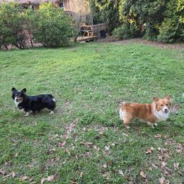 Pembroke Welsh Corgi puppies from Koko's Korgis