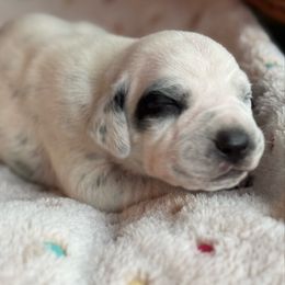 Backpack - White and black male Dalmatian puppy in Carlsbad, New Mexico from ECMO Farm Dalmatians & Labrador Retrievers