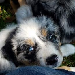 Australian Shepherds from Lockhart Farm