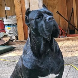 Cogna - Cane Corso
