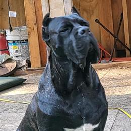 Cogna - Cane Corso