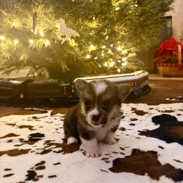 Honey - Black and tan female Pembroke Welsh Corgi puppy in Johnson City, Texas from McCall Creek Corgis