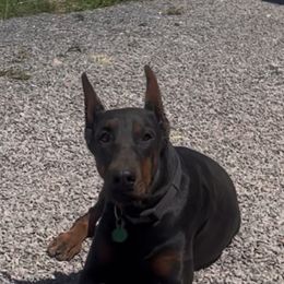 Doberman Pinscher Puppies from Storm Cloud Doberman