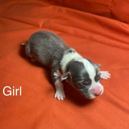 Girl 1 - Blue female Pembroke Welsh Corgi puppy in Wichita, Kansas from Little Creek Corgis