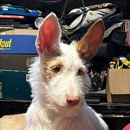 Gorbash - Ibizan Hound