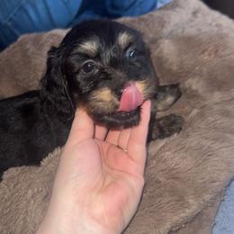 Precious - Black and tan female Dachshund puppy in Texarkana, Texas from G&B Dachshunds