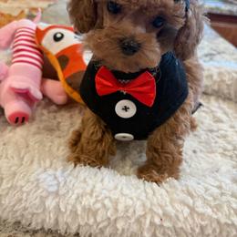 Termite - Apricot male Poodle puppy in Bakersfield, California from Mary Gorgeous Poodles