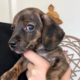 Lanie - Brindle female Dachshund puppy in Spring Hill, Florida from Adorable Doxxies