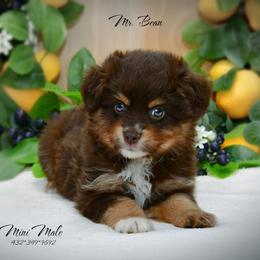 Bean - Red tri-color male Australian Shepherd puppy in Ranger, Texas from Outback Mini Aussies