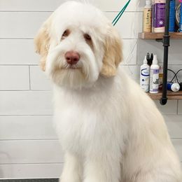 Bruce - Australian Labradoodle