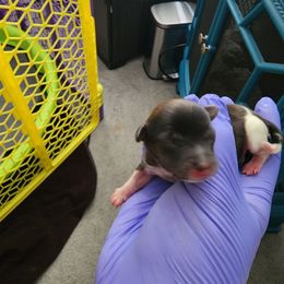 Yorkshire Terrier Puppies from Precious Paws LLC