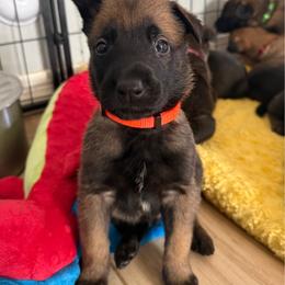 Han (Orange) - Mahogany male Belgian Malinois puppy in Buckeue, Arizona from Légende Vivante Du Chief Kennel