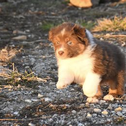 Australian Shepherd Puppies from BellSharps Australian Shepherds