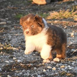Australian Shepherd Puppies from BellSharps Australian Shepherds