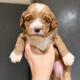 Green - Red male Australian Labradoodle puppy in Auburn, Washington from West Valley Labradoodles