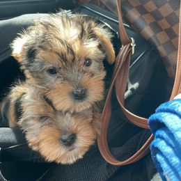 Yorkshire Terriers from Frankya’s Yorkie Connection LLC