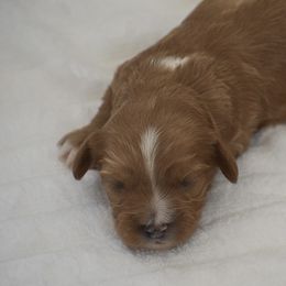 Faye - Red female Cavapoo puppy in Honey Brook, Pennsylvania from Stoltzfus Family Puppies (license number 18844)