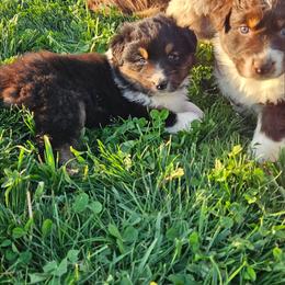 Girl 3 - Black tri-color female Australian Shepherd puppy in Crooksville, Ohio from VanHorn Australian Shepherds