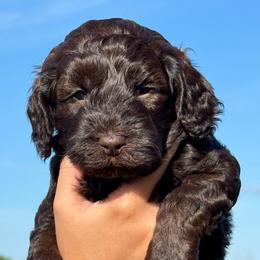March - Chocolate male Goldendoodle puppy in Afton, Oklahoma from C5 Doodles