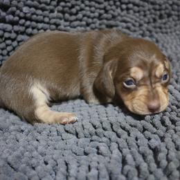 Willow - Chocolate and cream female Dachshund puppy in Salem, Oregon from Longdox Mini Dachshunds