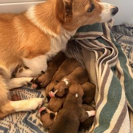 Pembroke Welsh Corgi Puppies from Hansen Corgis