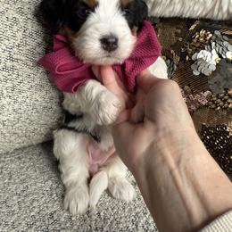 Miss Maroon - Tri-color female Bernedoodle puppy in Curtice, Ohio from The Pink Doghouse