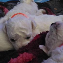 Male Orange Collar Samson - White male Bichon Frise puppy in Eaton Rapids, Michigan from JMs Bichons