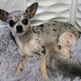 Chihuahua puppies from Seven Diamond Chihuahua's