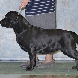 Labrador Retriever All Grown Up from Artesian Labradors