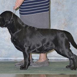 Labrador Retriever All Grown Up from Artesian Labradors