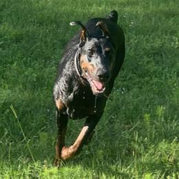Doberman Pinschers from Paintedcrazy Doberman Pinchers